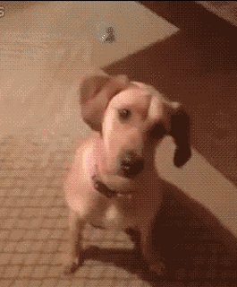 http://www.anekdotov-mnogo.ru/image-prikol//smeshnie_kartinki_14571402017.gif