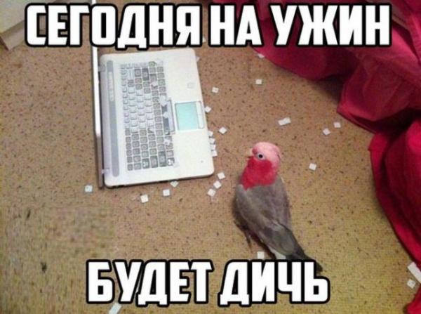 http://www.anekdotov-mnogo.ru/image-prikol//smeshnie_kartinki_145731403978.jpg