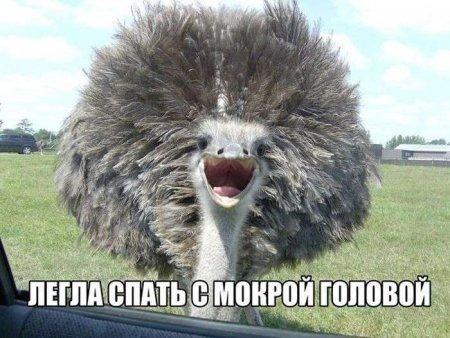 http://www.anekdotov-mnogo.ru/image-prikol//smeshnie_kartinki_146114520289.jpg