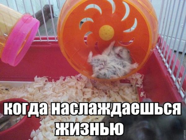http://www.anekdotov-mnogo.ru/image-prikol//smeshnie_kartinki_146373721070.jpg