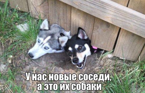 http://www.anekdotov-mnogo.ru/image-prikol//smeshnie_kartinki_146547791580.jpg
